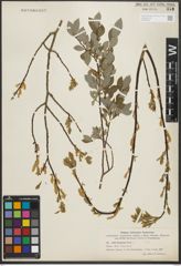 Foto von Salix starkeana Willd.